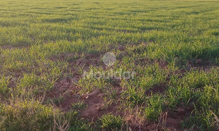 أرض محفظة للشراء لاستغلال زراعي