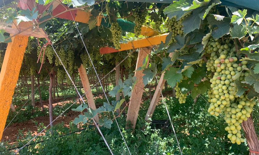 مزرعة للبيع