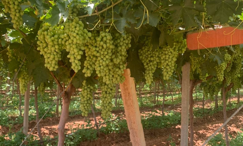 مزرعة للبيع