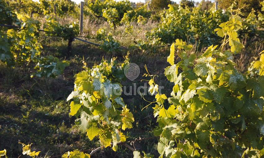 Titled farm for sale for agricultural use Titled farm for sale for agricultural use