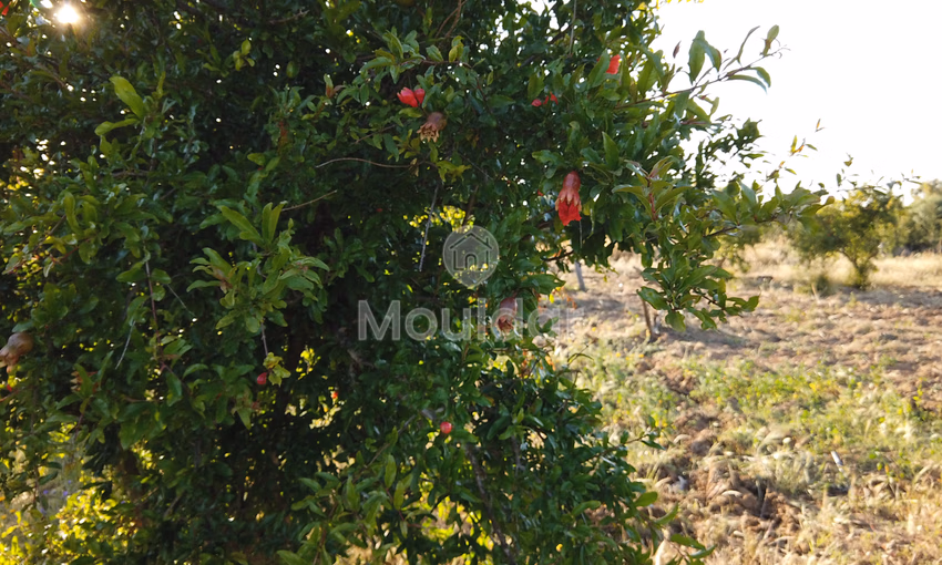 Titled farm for sale for agricultural use Titled farm for sale for agricultural use