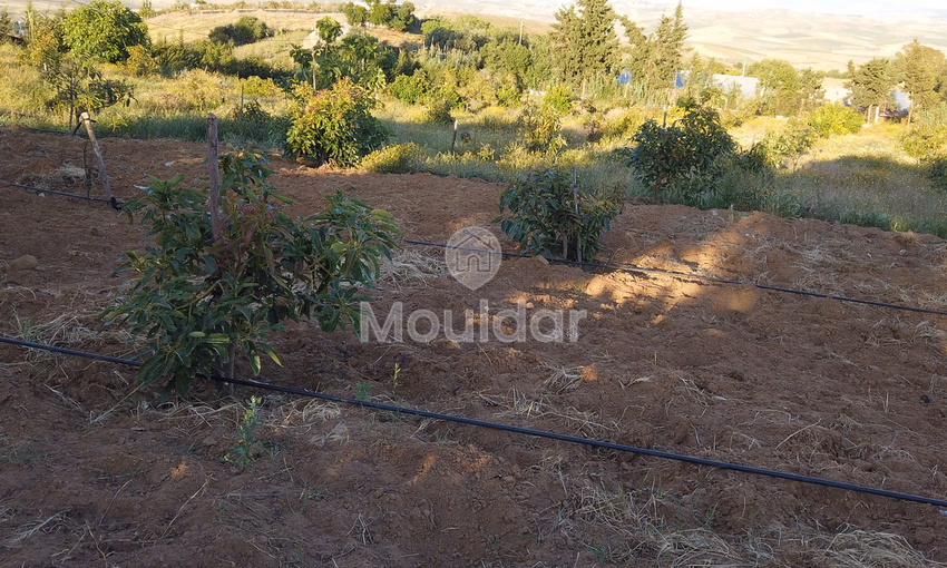 Titled farm for sale for agricultural use Titled farm for sale for agricultural use