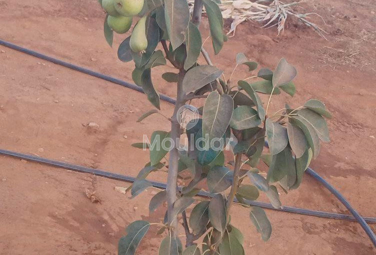 أرض محفظة للشراء لاستغلال زراعي