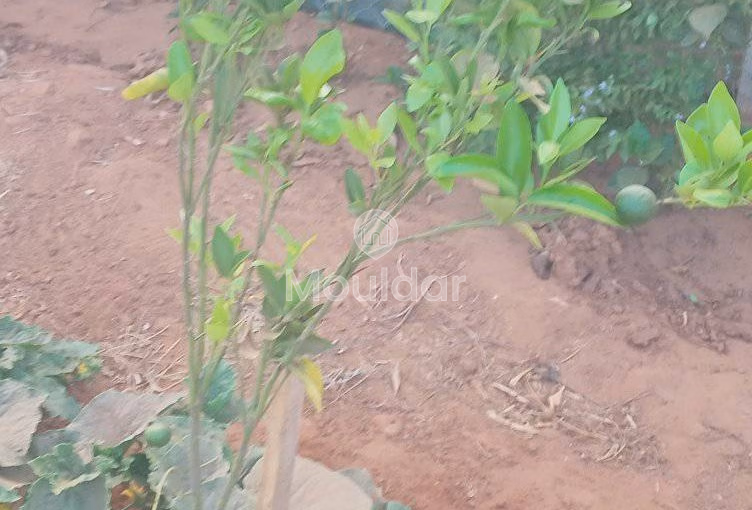 أرض محفظة للشراء لاستغلال زراعي