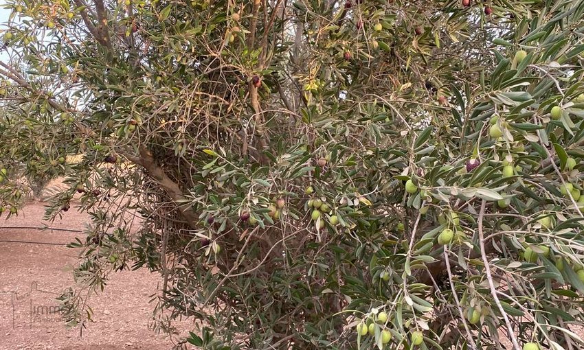 Terreno Agrícola Titulado en Venta: 12 000 m² - view 7