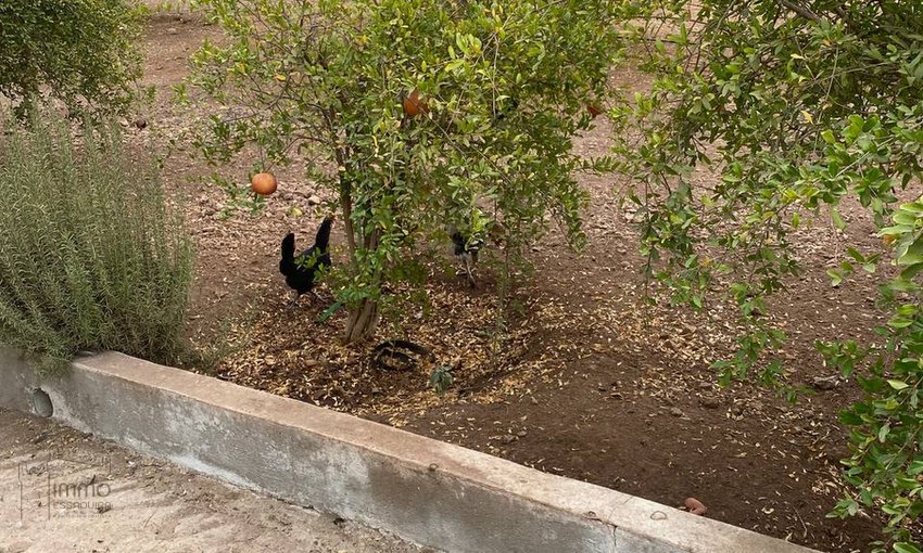 Terreno Agrícola Titulado en Venta: 12 000 m² - view 4