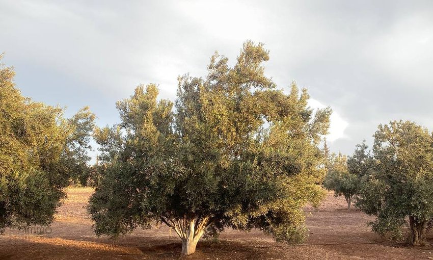 Terreno Agrícola Titulado en Venta: 12 000 m² - view 5