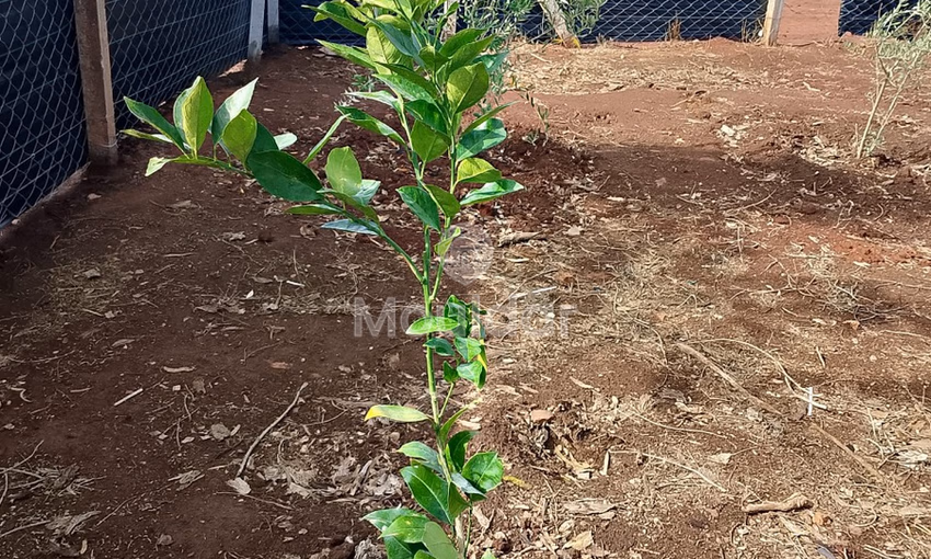 Terrain titré à achat Terrain titré à achat