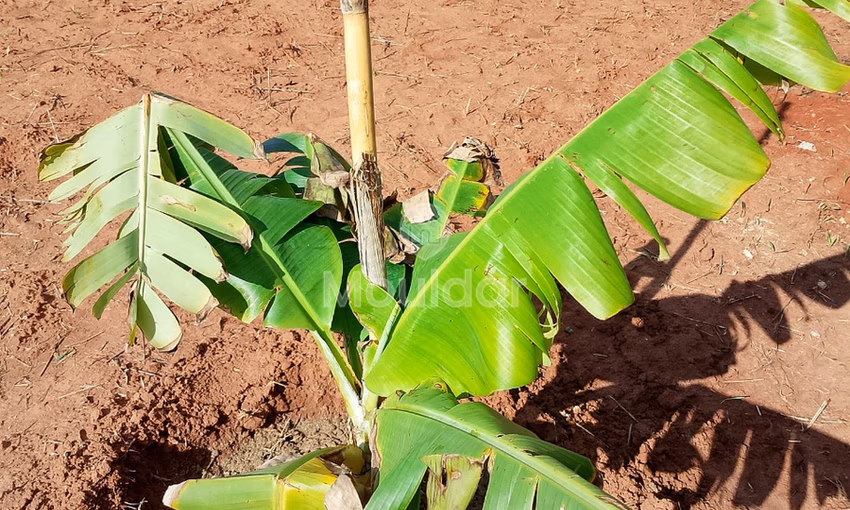 أرض للشراء أرض للشراء