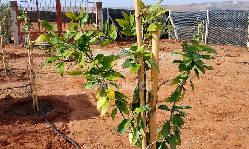 أرض للشراء أرض للشراء