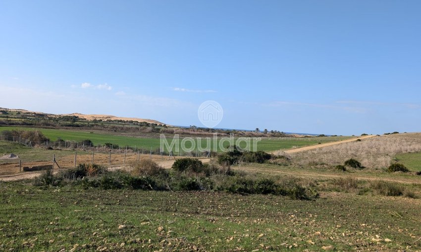 Terrain agricole titré à vendre à Asilah – 16 000 m² - view 5