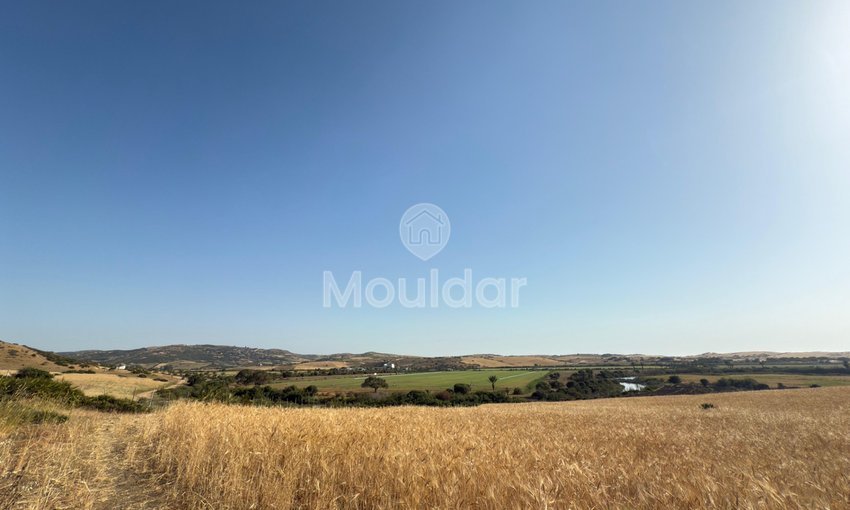 Terrain agricole titré à vendre à Asilah – 16 000 m² - view 8