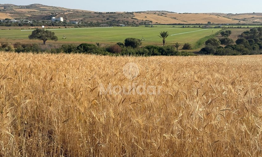 Terrain agricole titré à vendre à Asilah – 16 000 m² - view 6