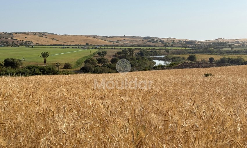 Terrain agricole titré à vendre à Asilah – 16 000 m² - view 7