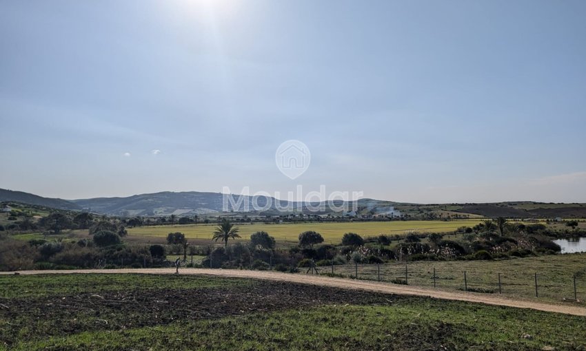 Terrain agricole titré à vendre à Asilah – 16 000 m² - view 3