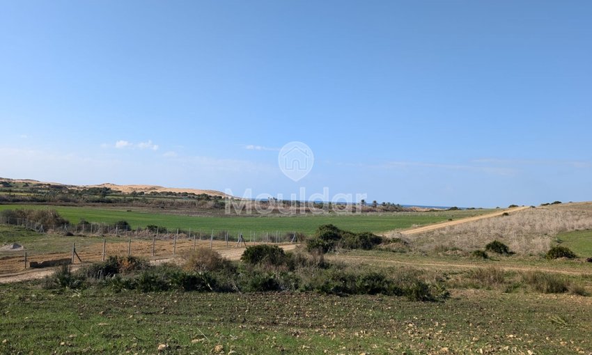 Terrain agricole titré à vendre à Asilah – 16 000 m² - view 2