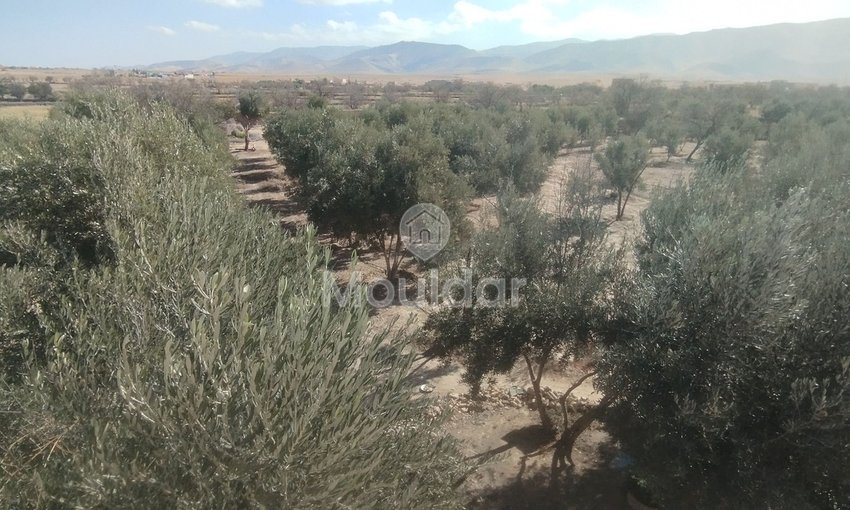 Terreno Agricolo in Vendita a Idouirane - Opportunità Unica - view 5