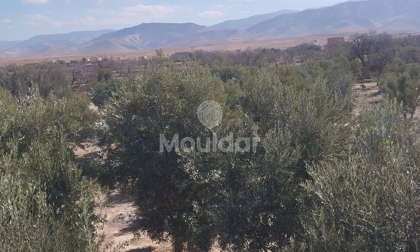 Terreno Agricolo in Vendita a Idouirane - Opportunità Unica - view 6