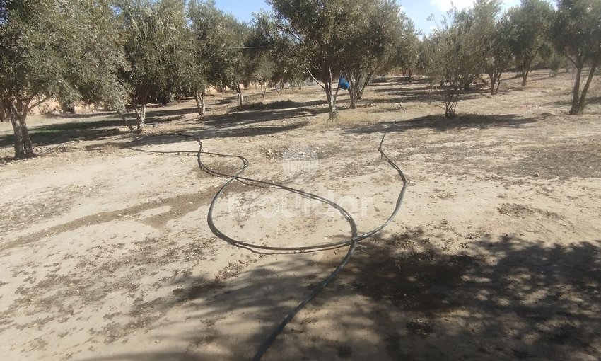 Terreno Agricolo in Vendita a Idouirane - Opportunità Unica - view 7