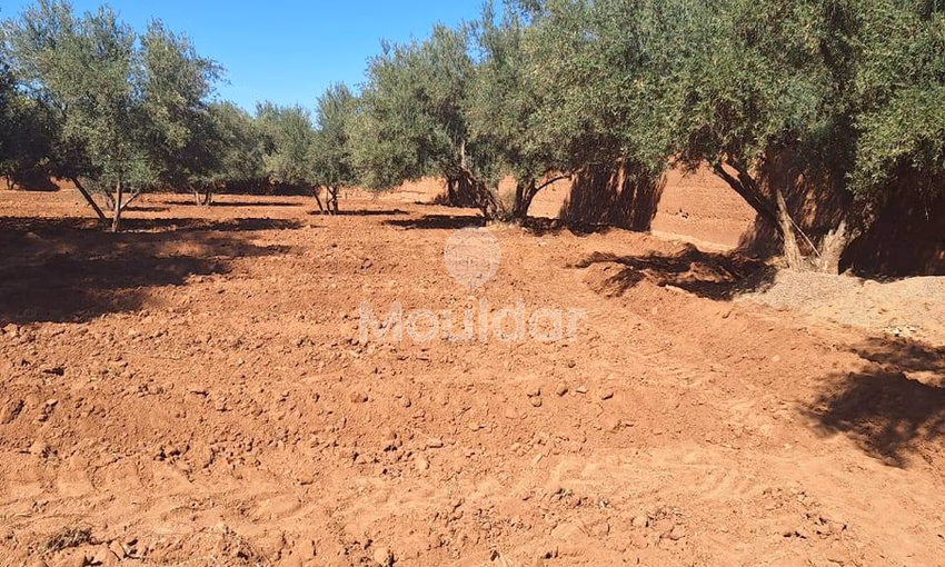 Terrain Agricole à Vendre à Marrakech - Sidi Abdellah Ghiat Terrain Agricole à Vendre à Marrakech - Sidi Abdellah Ghiat