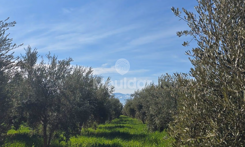 Terrain Agricole de 20 000 m² à Vendre à Marrakech