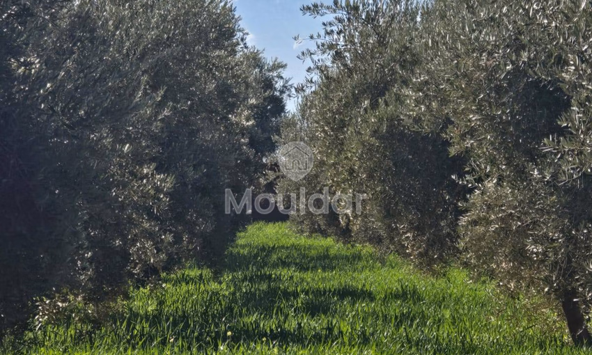Terrain Agricole de 20 000 m² à Vendre à Marrakech Terrain Agricole de 20 000 m² à Vendre à Marrakech