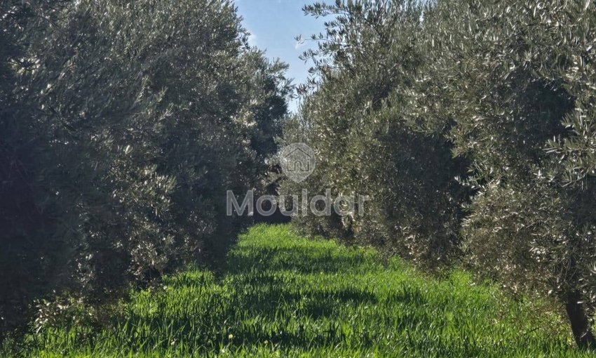 Terreno Agrícola de 20,000 m² en Venta en Marrakech - view 2