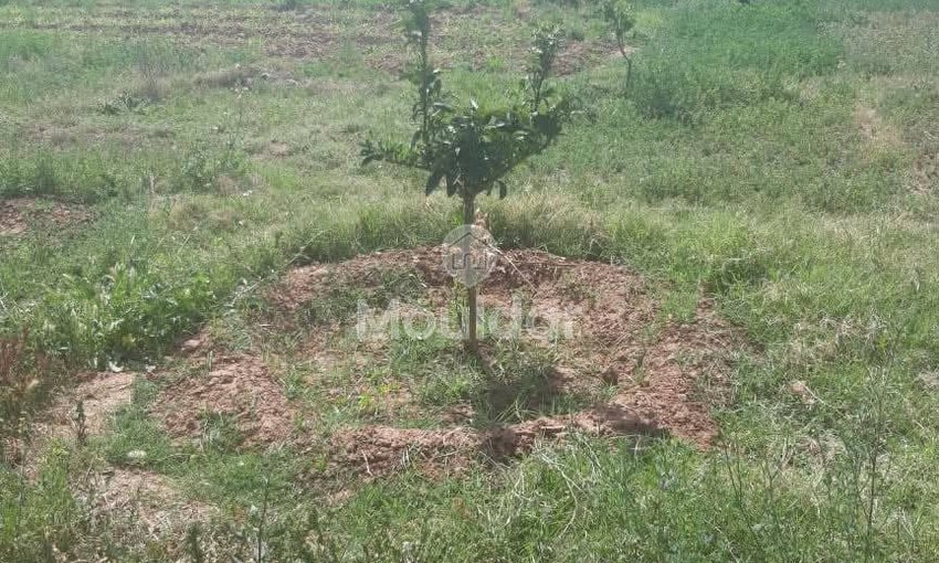 Grond te Koop in Marrakech - Unieke Kans - view 8
