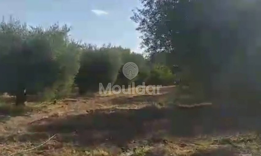 أرض زراعية للبيع في مراكش - فرصة استثنائية - view 8