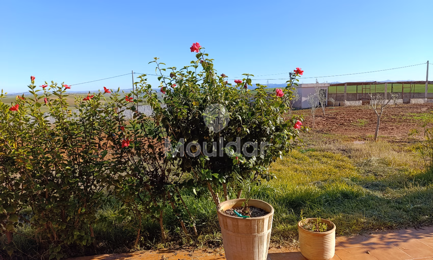Ferme à Vendre à Tifelt : 50 000 m² Agréables Ferme à Vendre à Tifelt : 50 000 m² Agréables