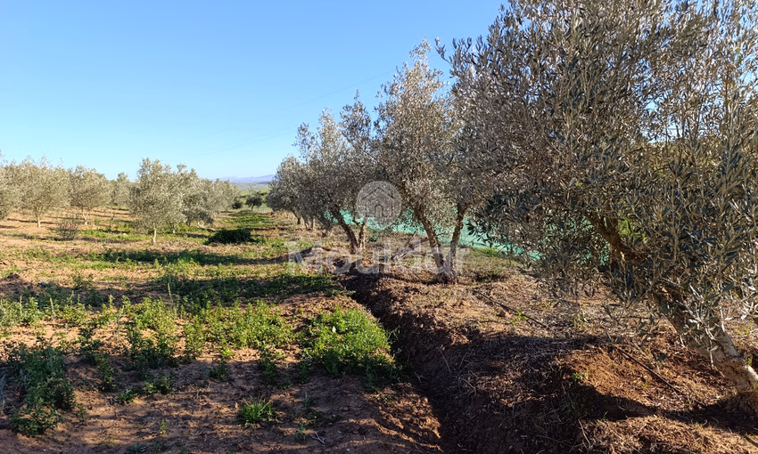 Ferme à Vendre à Tifelt : 50 000 m² Agréables Ferme à Vendre à Tifelt : 50 000 m² Agréables