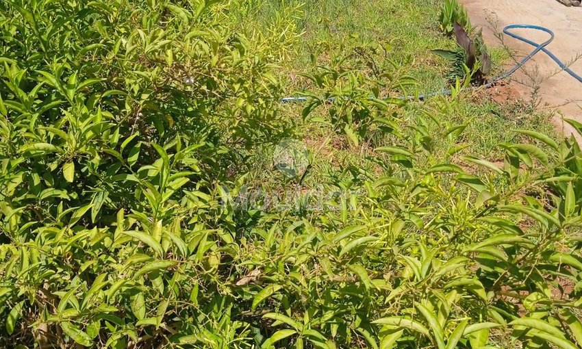 أرض زراعية للبيع في المحمدية - 1200م² للفرصة - view 12