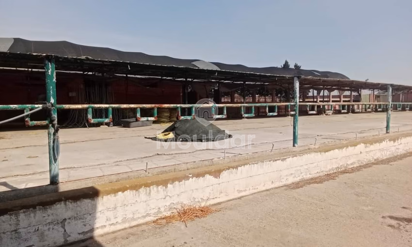 Fermette à Souk El Arbaa : 27ha de Potentiel Agricole Fermette à Souk El Arbaa : 27ha de Potentiel Agricole