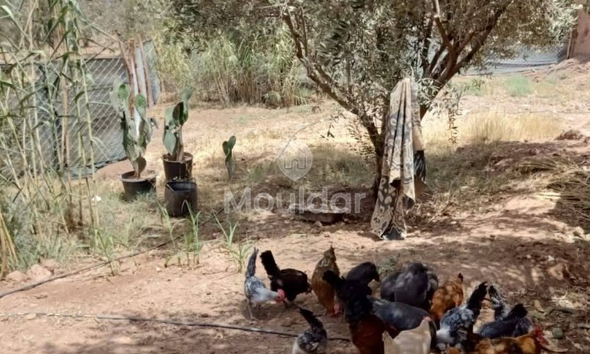 Agricultural Land for Sale in Marrakech - Fes Road - view 3