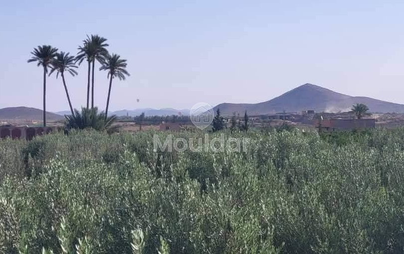 Agricultural Land for Sale in Marrakech - Fes Road - view 5