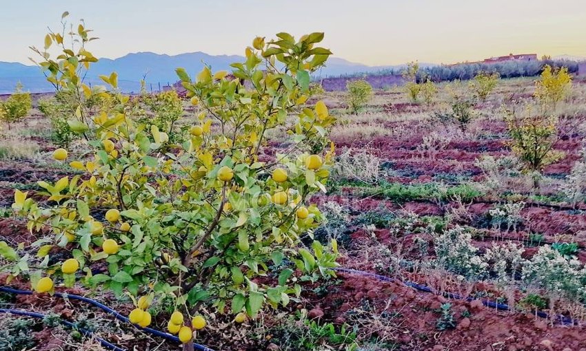 Luxusvilla zu verkaufen in Marrakesch - Route d'Ourika - view 13