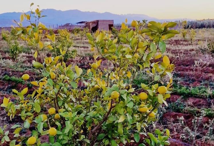 Luxusvilla zu verkaufen in Marrakesch - Route d'Ourika - view 12