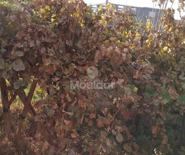 Riad na sprzedaż: Ucieczka rolnicza na 3000 m² w Marrakeszu - view 12