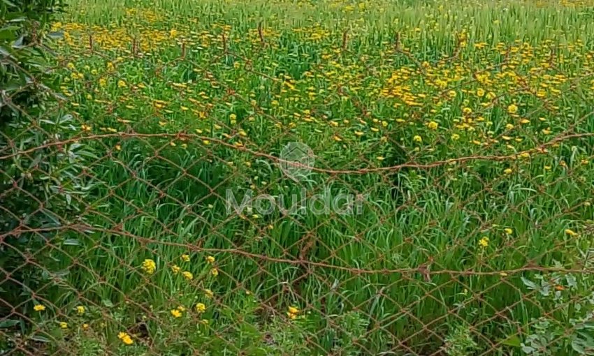 Agricultural Land for Sale in Benslimane - 7000m² to Seize - view 3