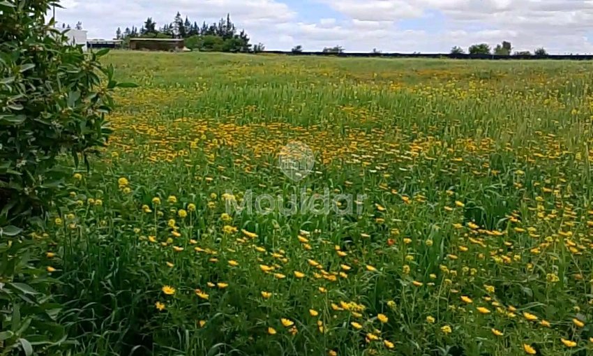Agricultural Land for Sale in Benslimane - 7000m² to Seize - view 6