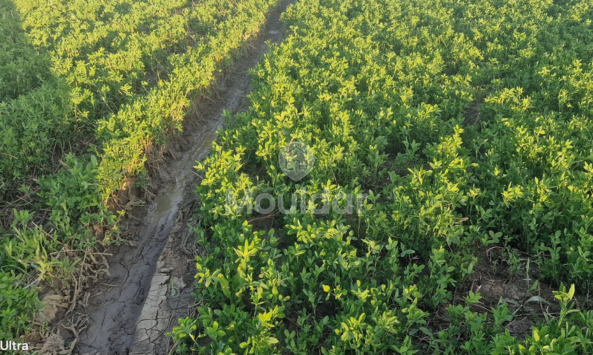 Terrain Agricole à Vendre à Ksar el-Kebir - 20,000 m²