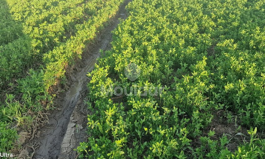 أرض زراعية للبيع في القصر الكبير - 20,000 م² - view 2