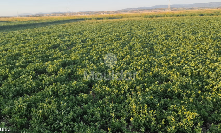 Terrain Agricole à Vendre à Ksar el-Kebir - 20,000 m²