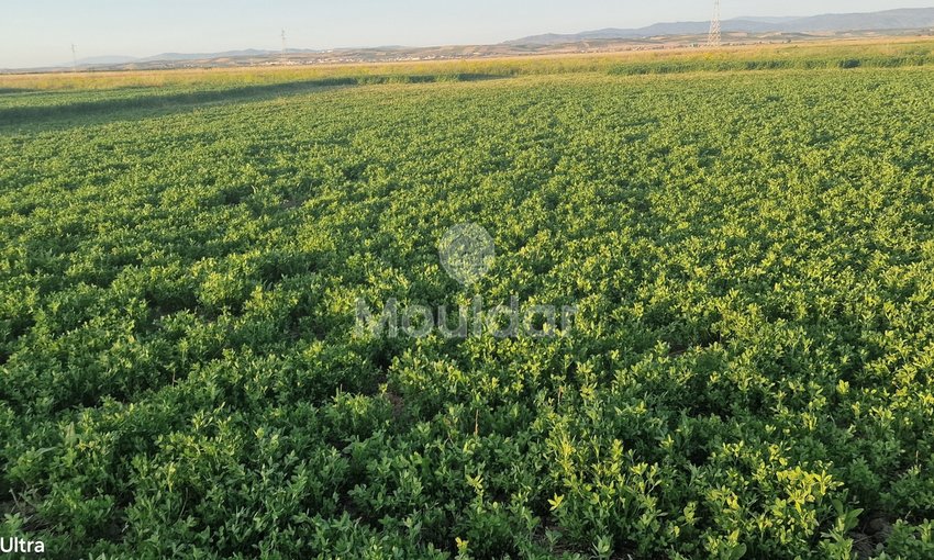 أرض زراعية للبيع في القصر الكبير - 20,000 م² - view 5