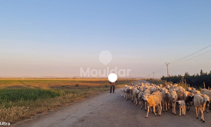 Terrain Agricole à Vendre à Ksar el-Kebir - 20,000 m²