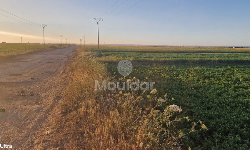 Terrain Agricole à Vendre à Ksar el-Kebir - 20,000 m²