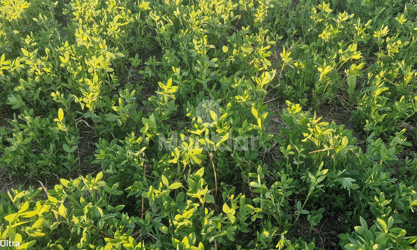 Terrain Agricole à Vendre à Ksar el-Kebir - 20,000 m²