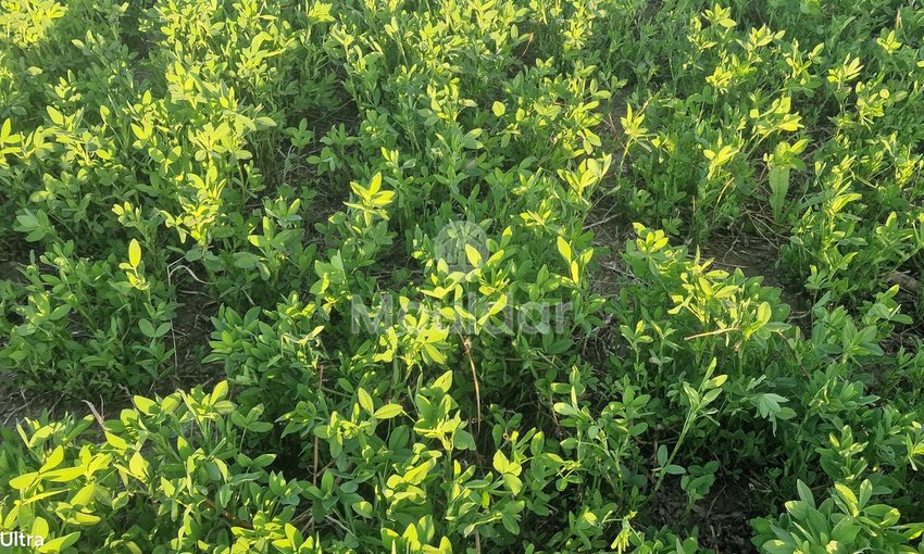 أرض زراعية للبيع في القصر الكبير - 20,000 م² - view 11