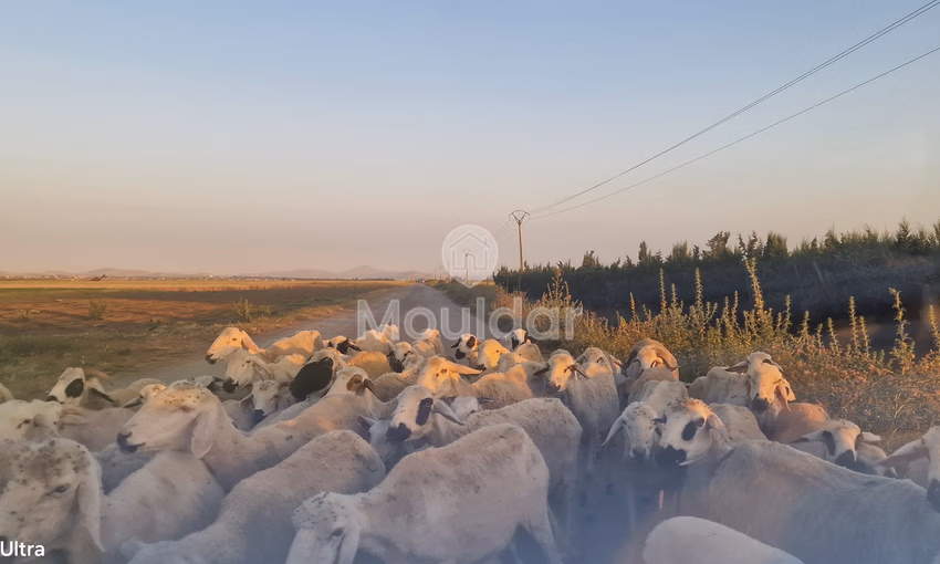 Terrain Agricole à Vendre à Ksar el-Kebir - 20,000 m²