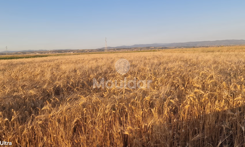 Terrain Agricole à Vendre à Ksar el-Kebir - 20,000 m²